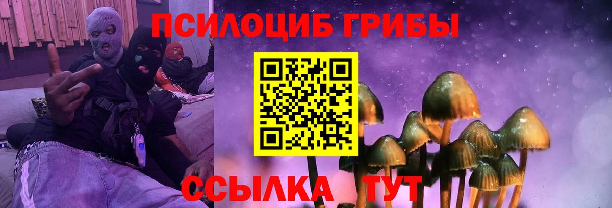 Галлюциногенные грибы Psilocybine cubensis Бийск